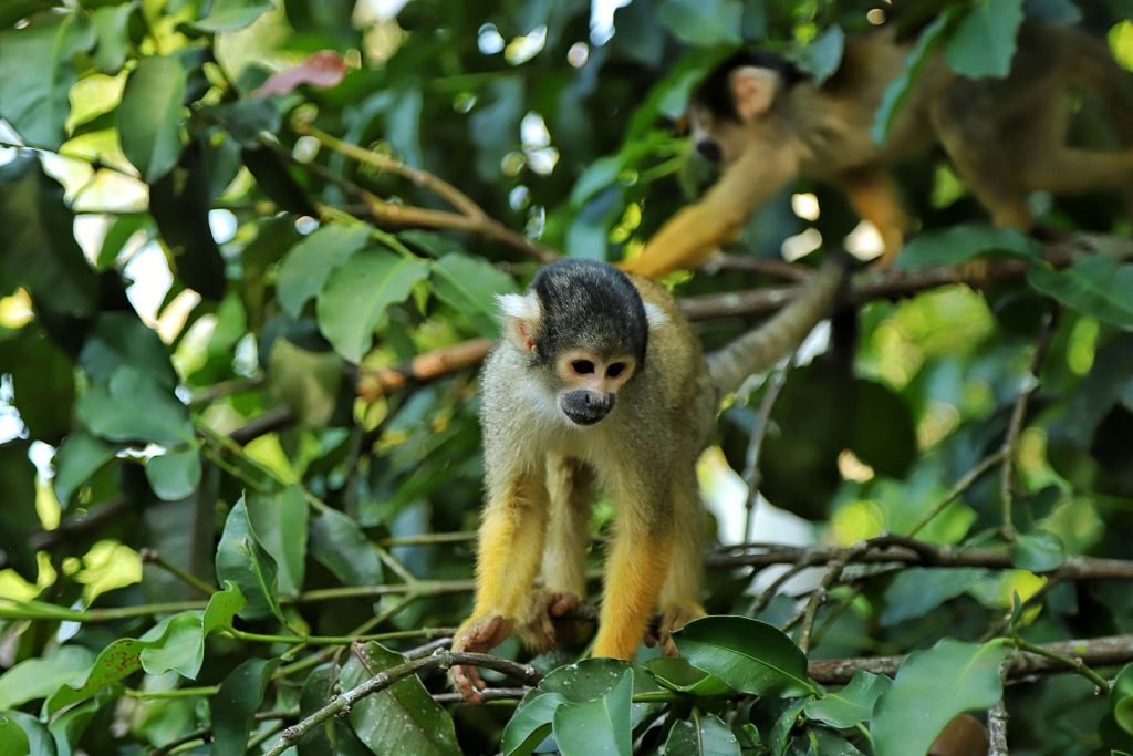 Beni Caminos Andinos Bolivia Amazónico y de las Misiones