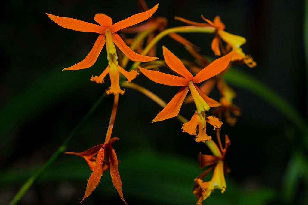 San Martín Caminos Andinos