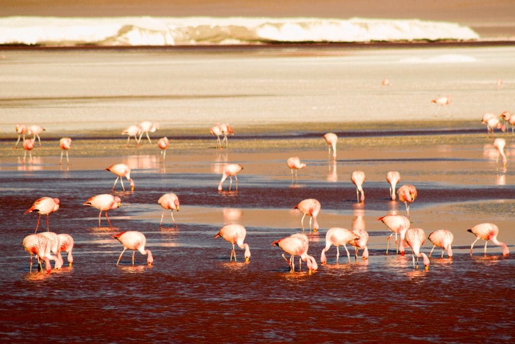 Potosí Caminos Andinos Caminos y destinos Camino Histórico del Sur Bolivia