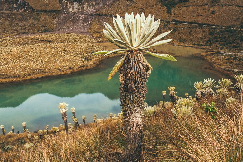 Carchi Camino Andes del Norte Caminos Andinos Ecuador