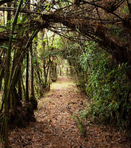 Pichincha caminos Andinos