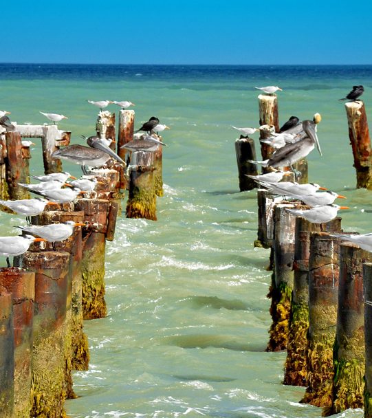 La Guajira Caminos Andinos
