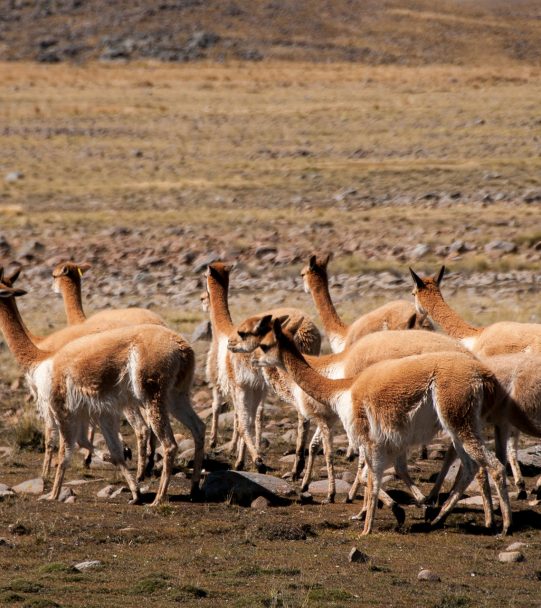Ayacucho Caminos Andinos