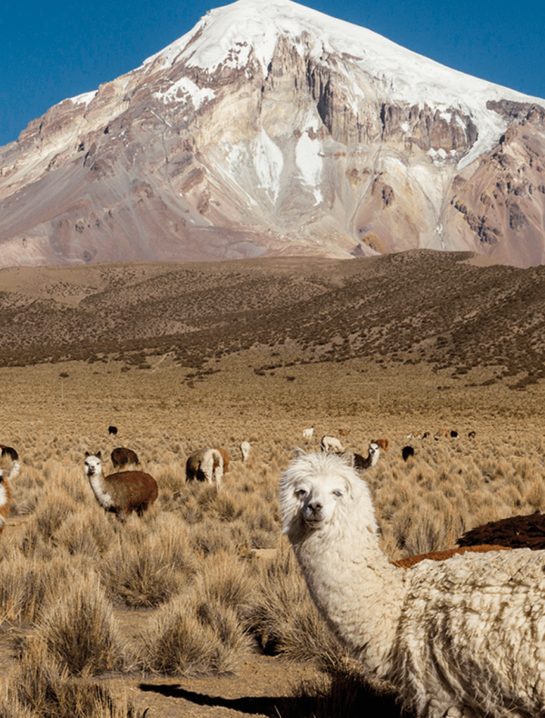 boliva4